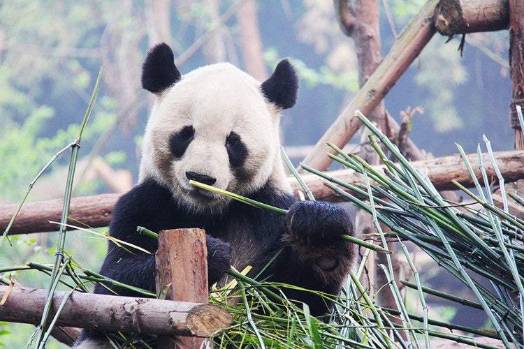 adorable and cute panda